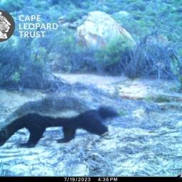 Honey badger